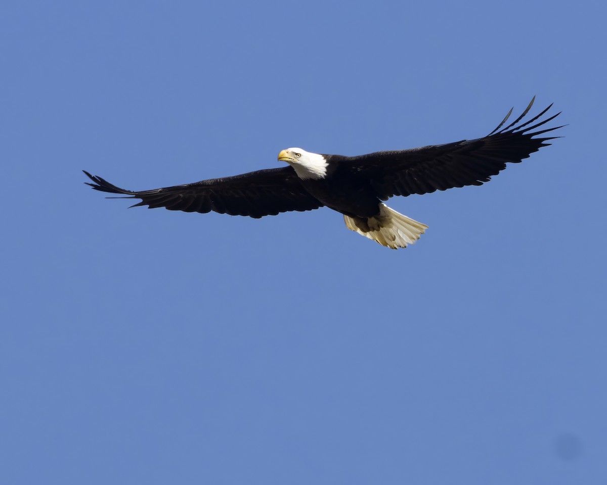 Bald Eagle - ML647370306