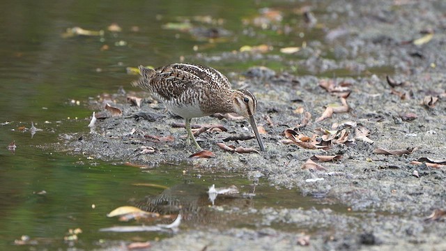 Wilson's Snipe - ML647370307