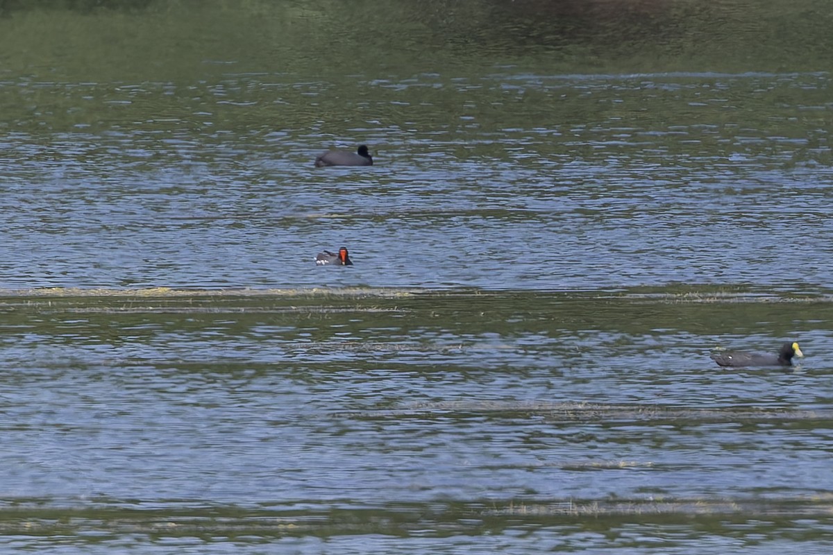 slípka americká - ML647370309