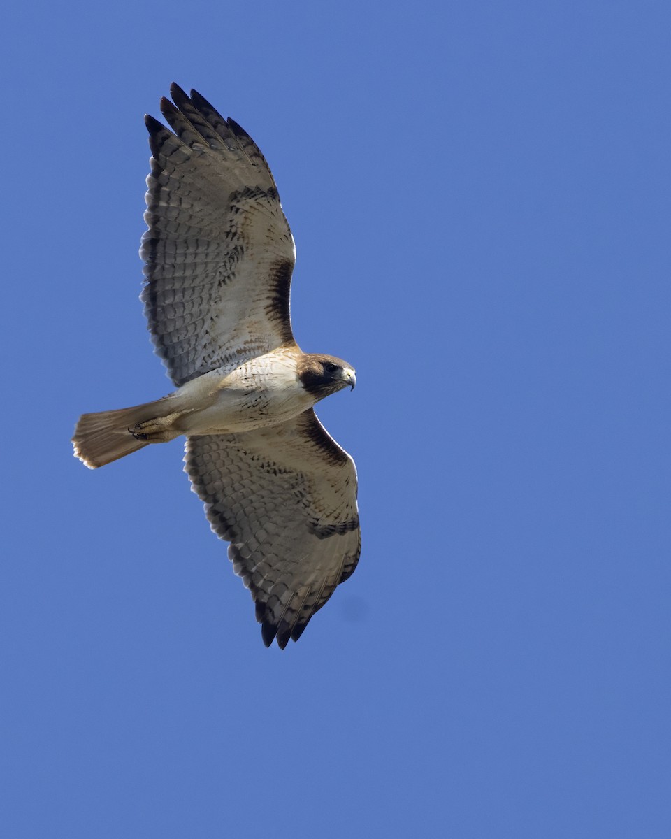 Red-tailed Hawk - ML647370310