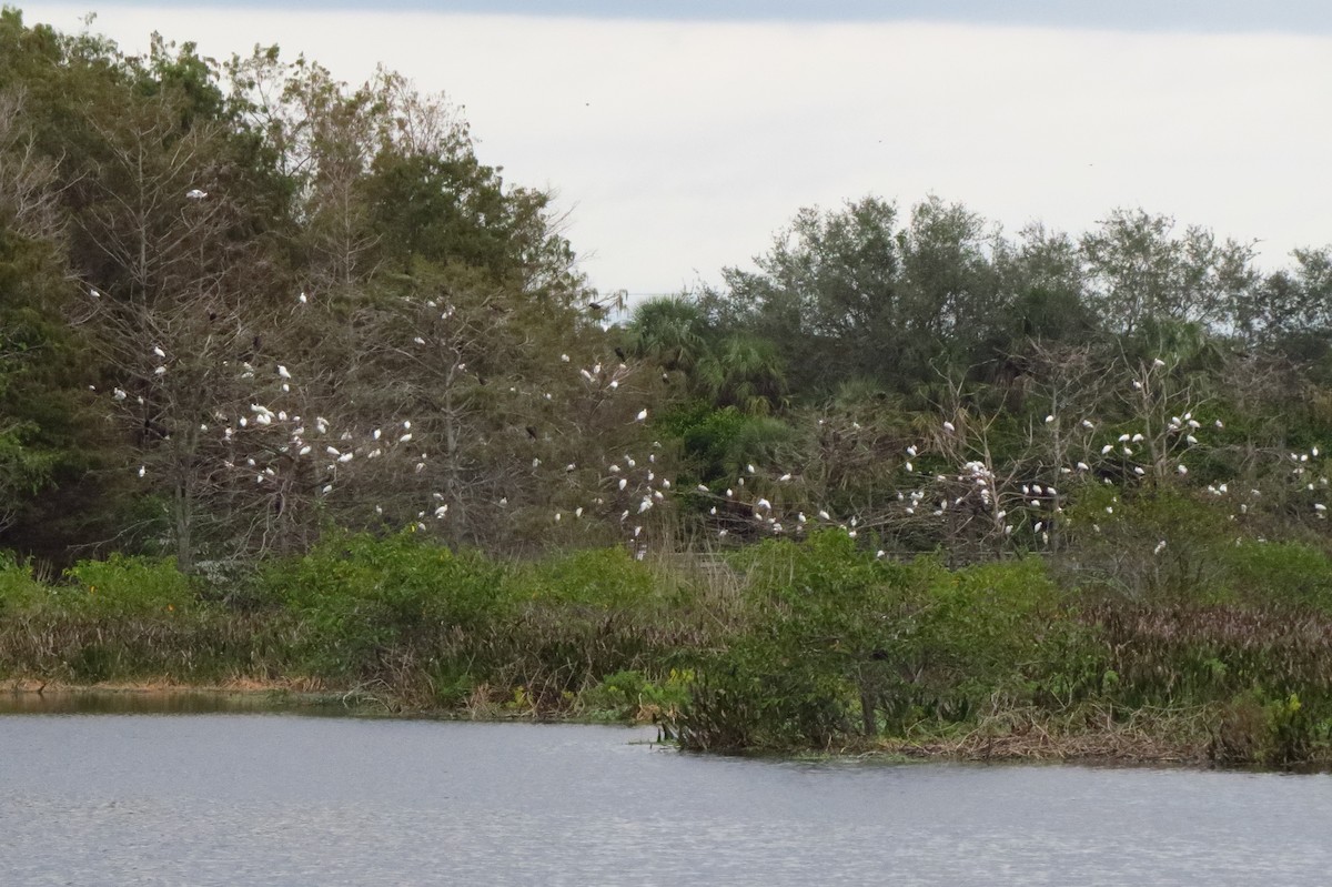White Ibis - ML647370312