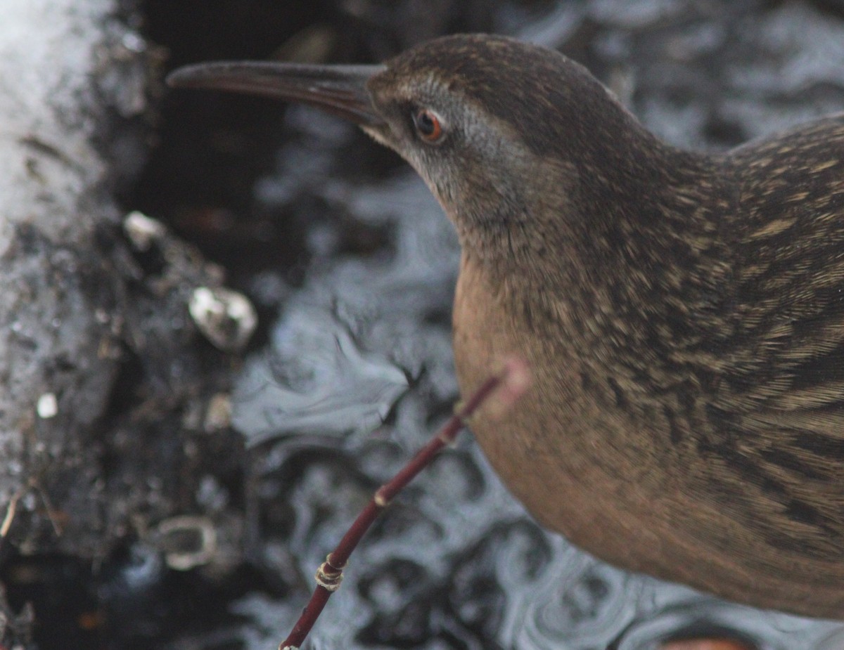 Virginia Rail - ML647370323