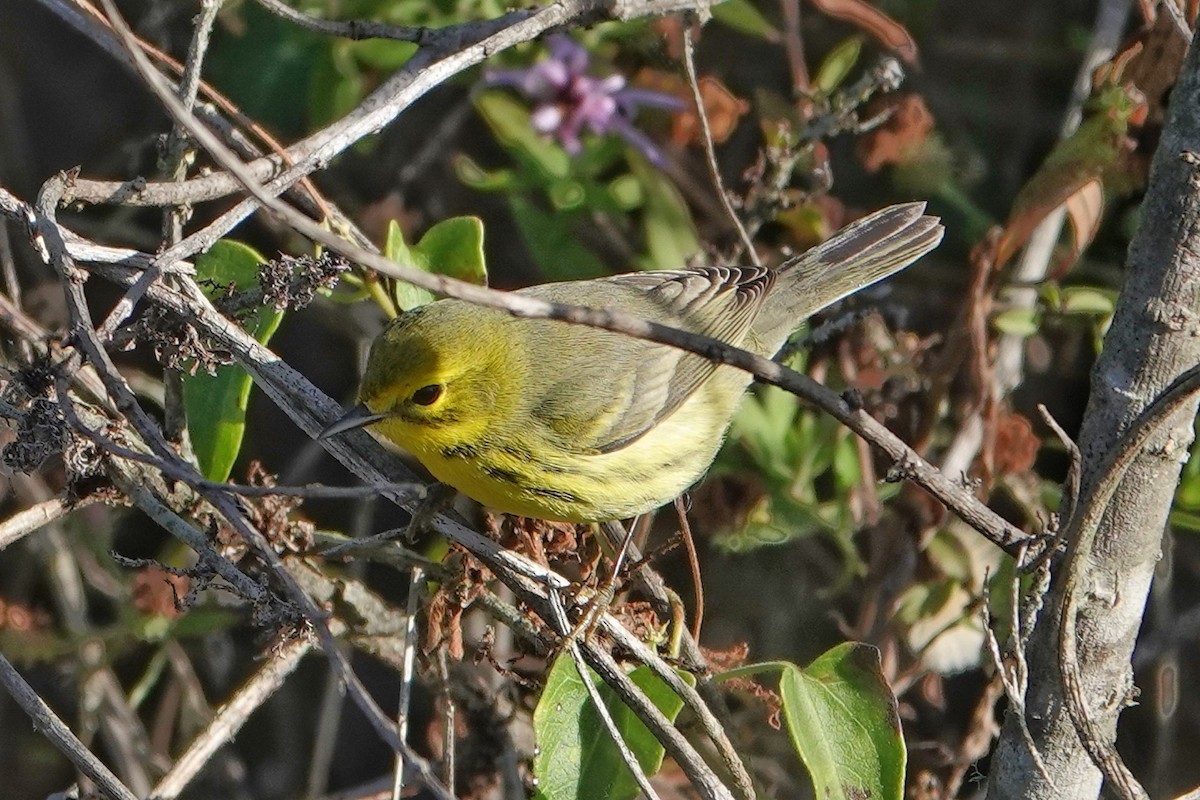 Paruline des prés - ML647370325