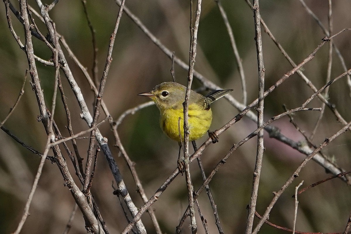 Paruline des prés - ML647370326
