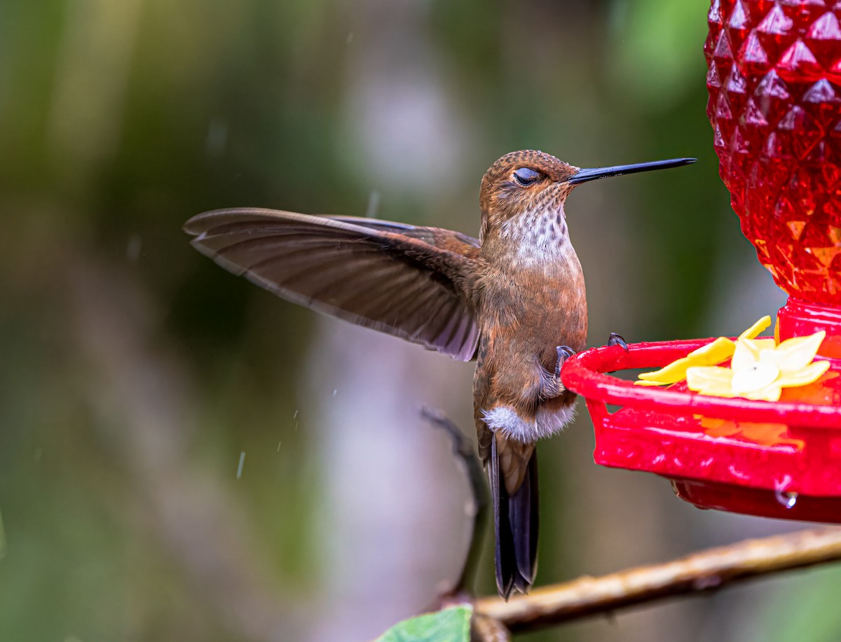 Bronzy Inca - ML647370338