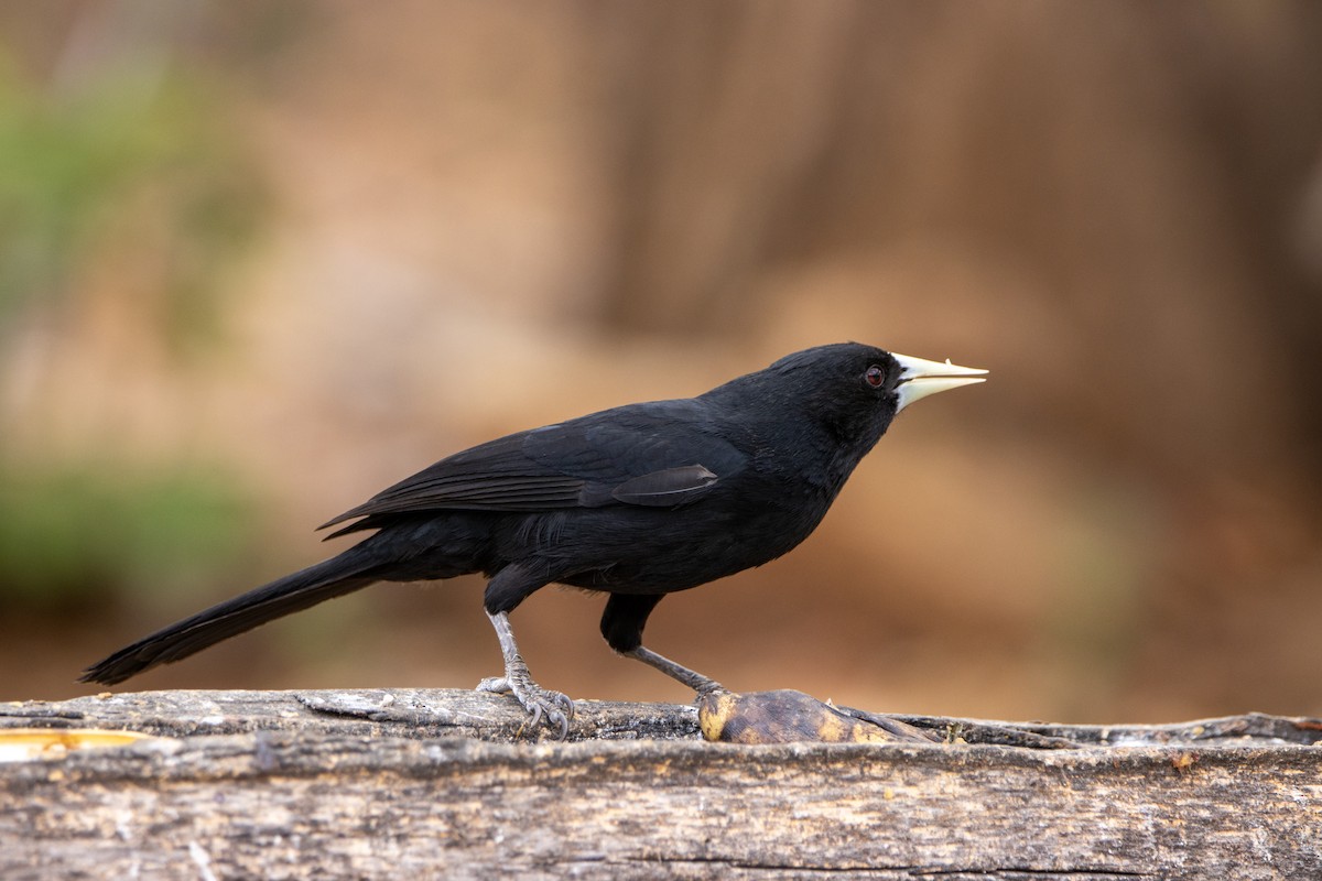 Solitary Black Cacique - ML647370344