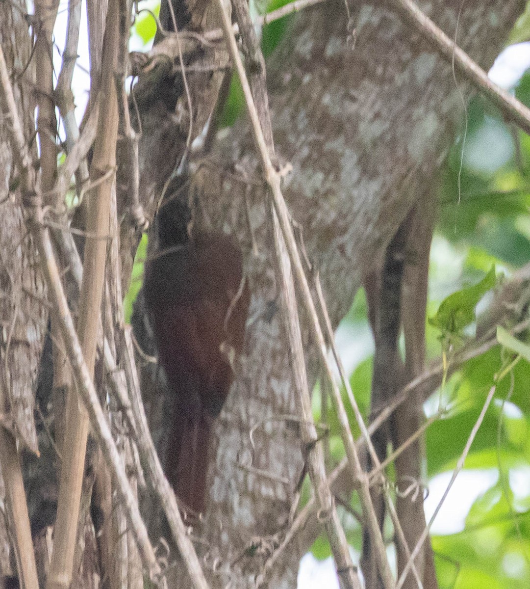 Cocoa Woodcreeper - ML647370349