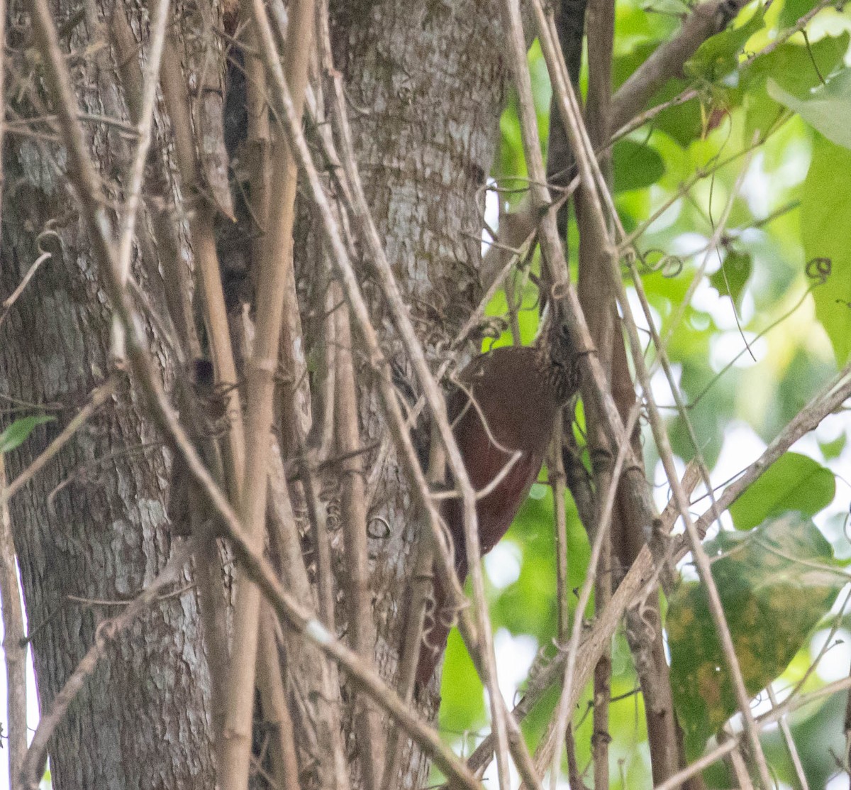 Cocoa Woodcreeper - ML647370350