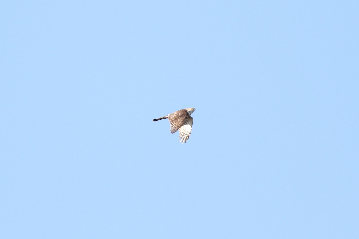 Sharp-shinned/Cooper's Hawk - ML647370357