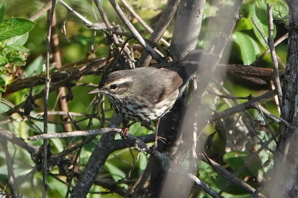 Paruline des ruisseaux - ML647370367