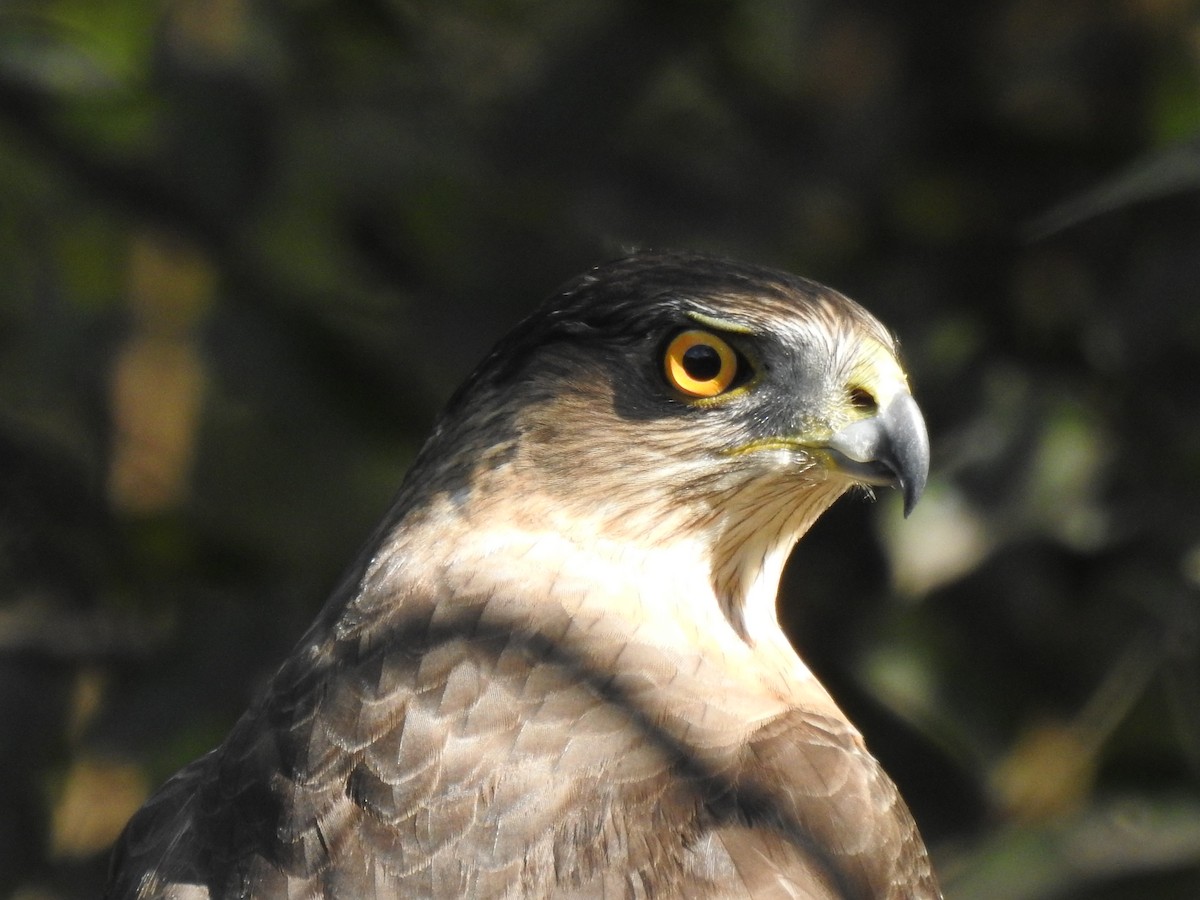 Cooper's Hawk - ML647370381