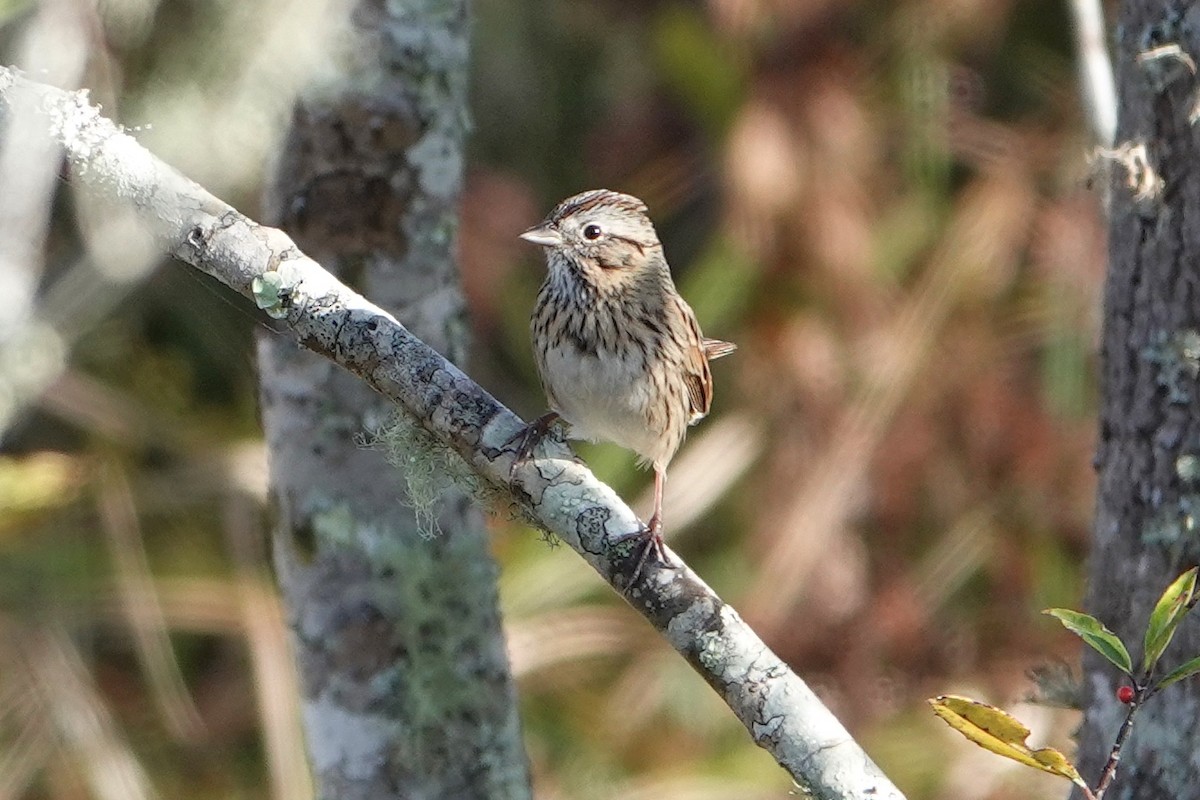 Bruant de Lincoln - ML647370387