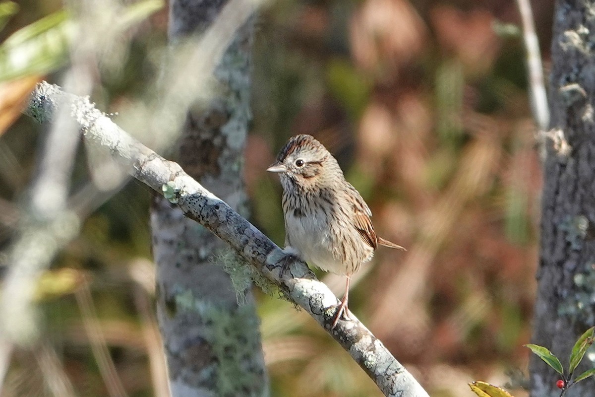 Bruant de Lincoln - ML647370388