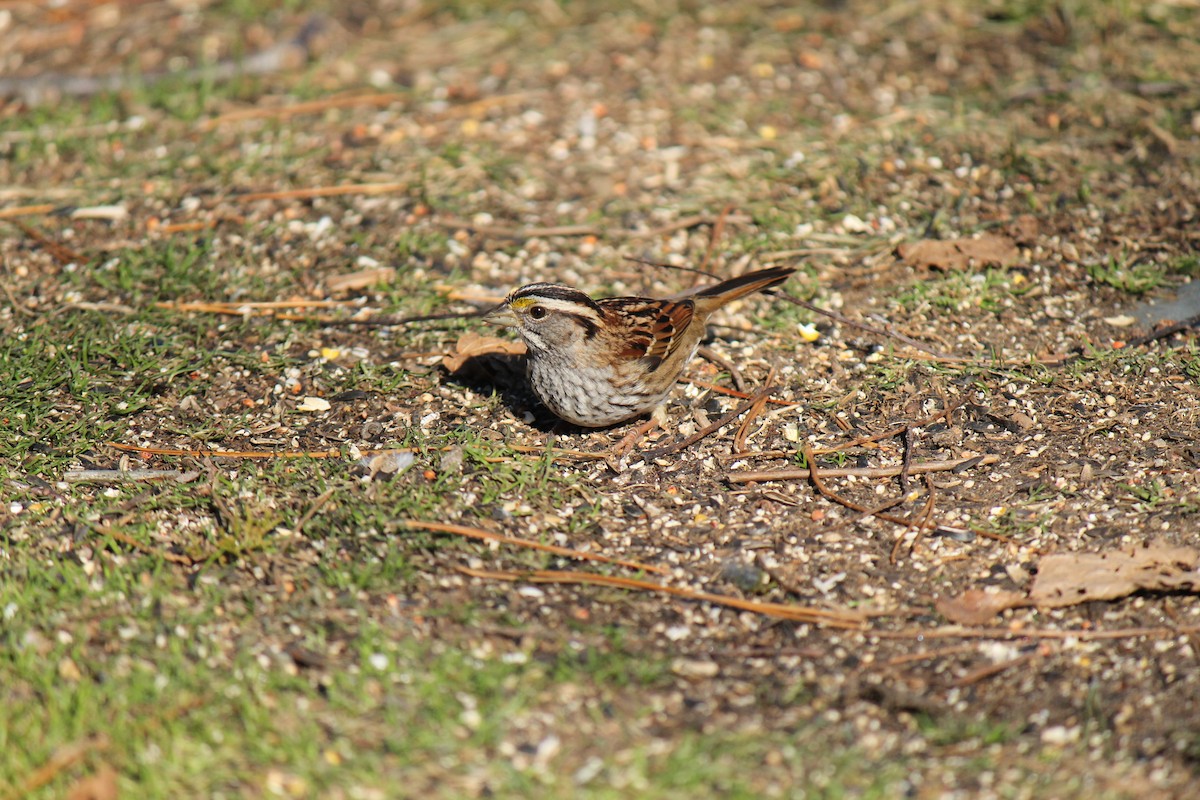 White-throated Sparrow - ML647370390