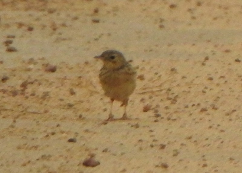 Yellowish Pipit - ML647370402