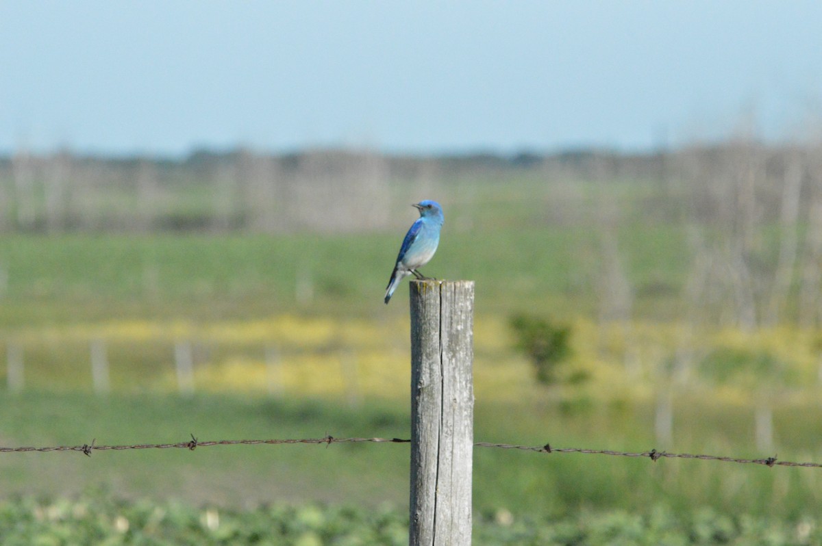 Mountain Bluebird - ML647370404