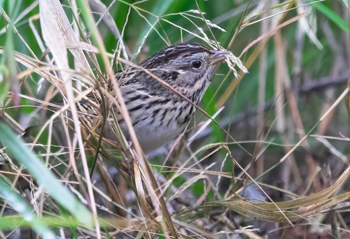 Lincoln's Sparrow - ML647370409