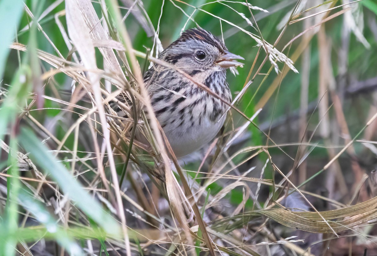 Lincoln's Sparrow - ML647370410