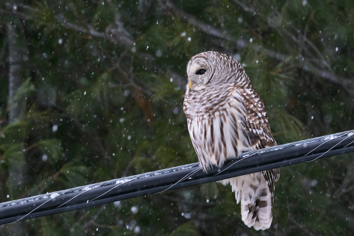 Barred Owl - ML647370428