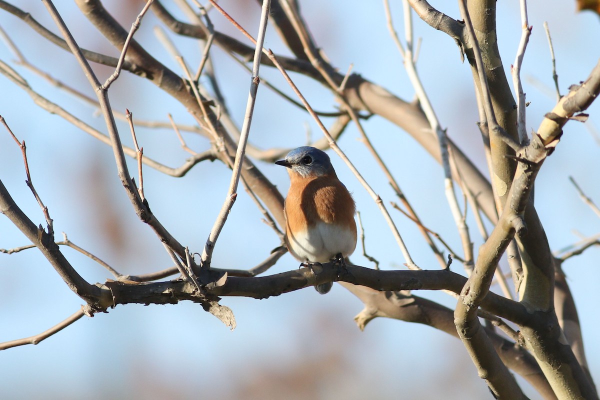 Eastern Bluebird - ML647370430