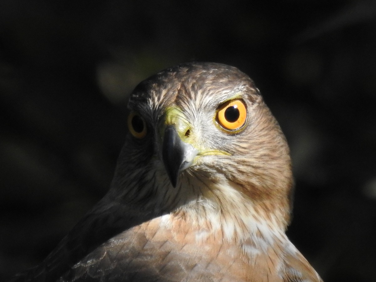 Cooper's Hawk - ML647370431