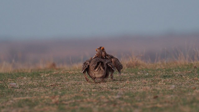 Степной тетерев - ML647370435