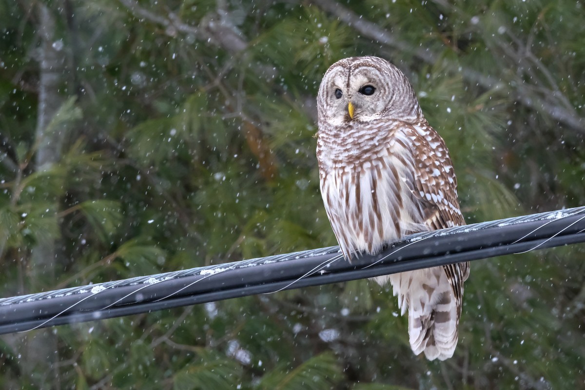 Barred Owl - ML647370436