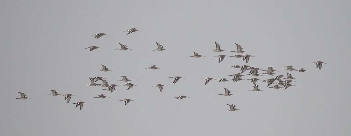 Black-tailed Godwit - ML647370439