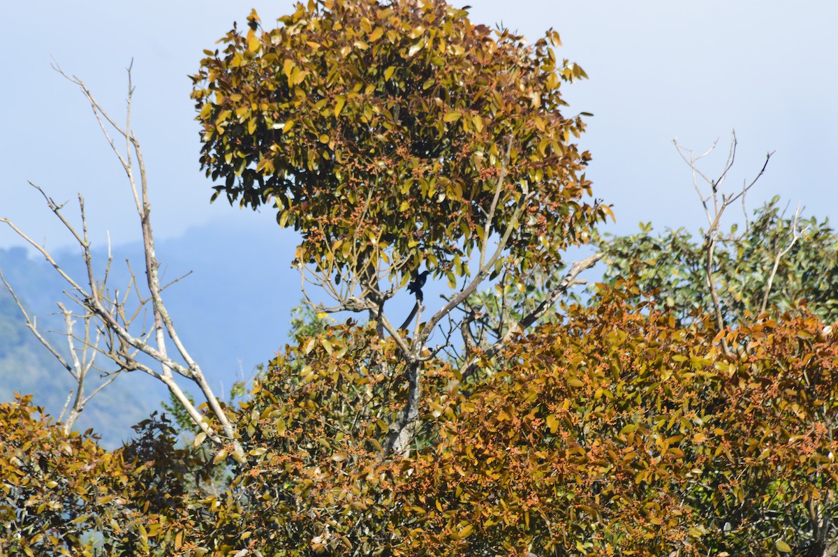 Great-tailed Grackle - ML647370440