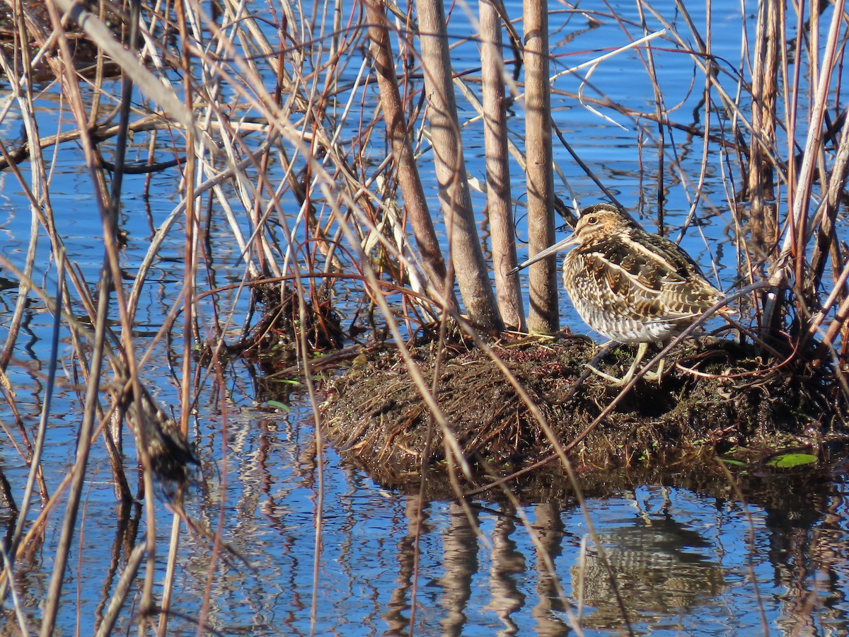 Wilson's Snipe - ML647370443