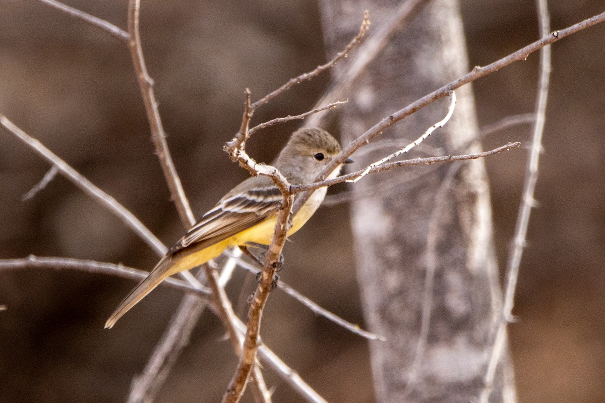 Southern Scrub-Flycatcher - ML647370445