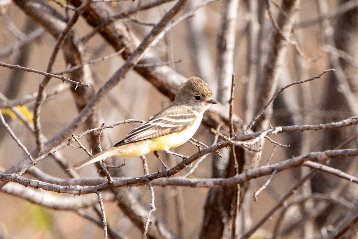 Southern Scrub-Flycatcher - ML647370446