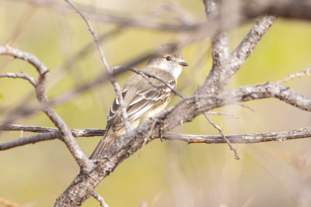 Southern Scrub-Flycatcher - ML647370447