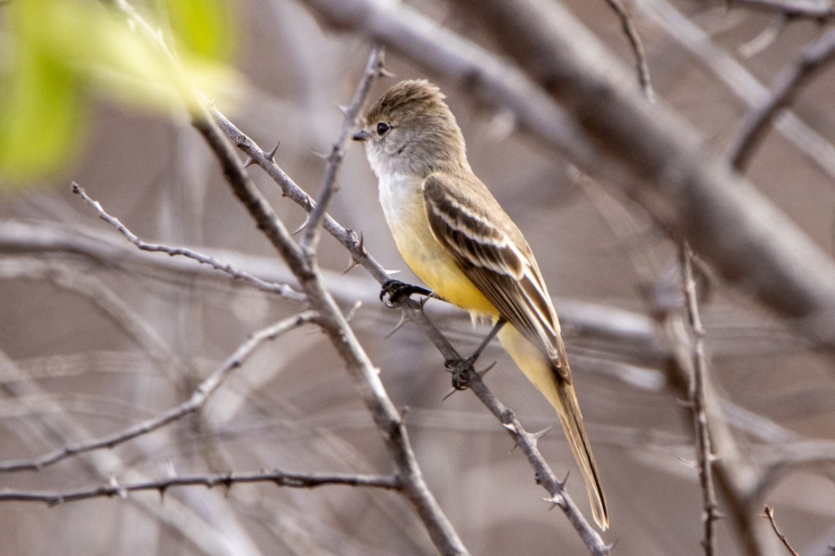 Southern Scrub-Flycatcher - ML647370448