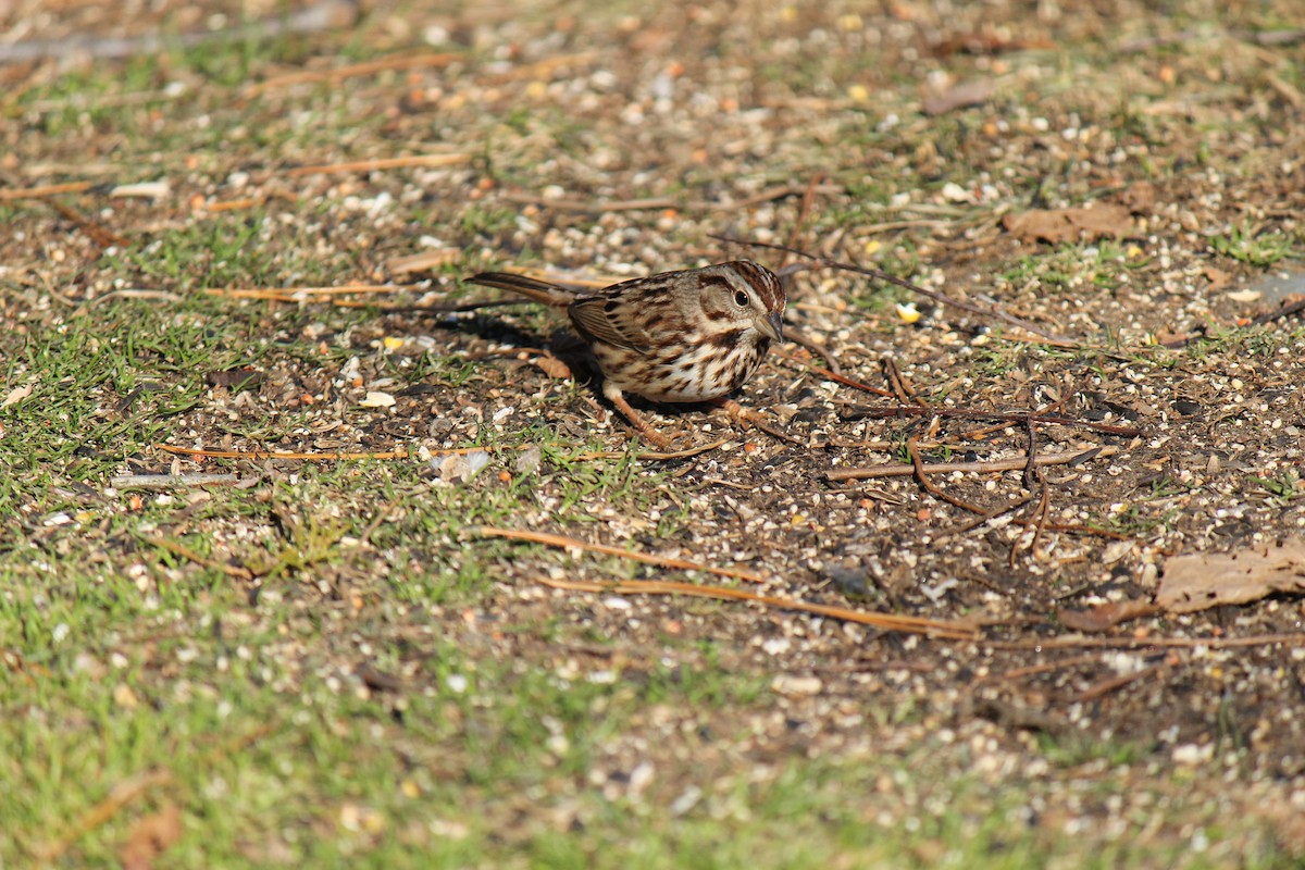 Song Sparrow - ML647370457