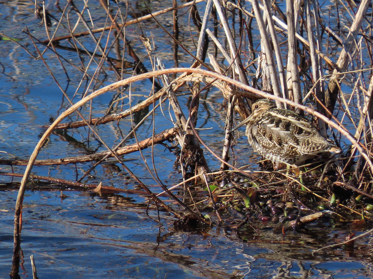 Wilson's Snipe - ML647370459