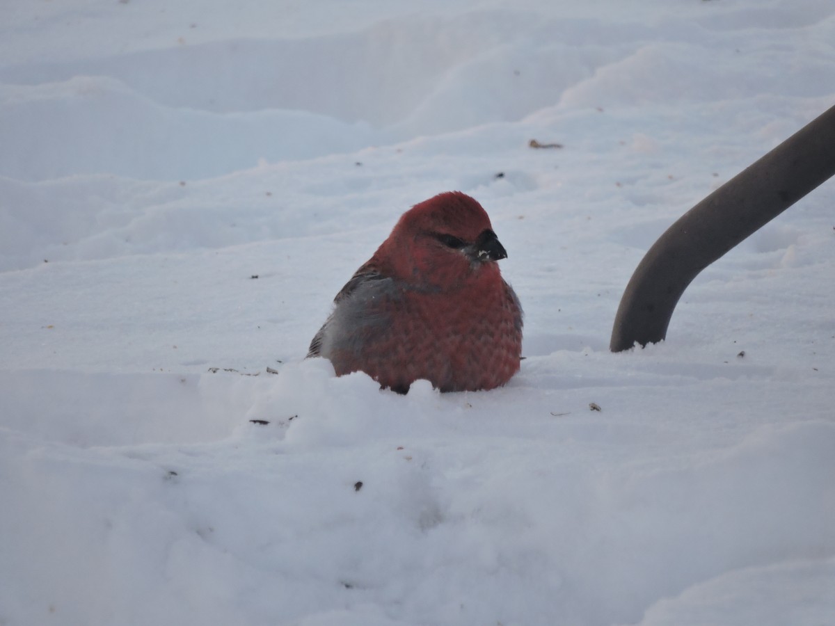 Смеречник тайговий - ML647370470