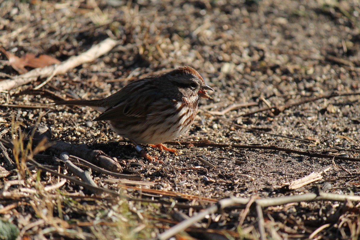 Song Sparrow - ML647370484