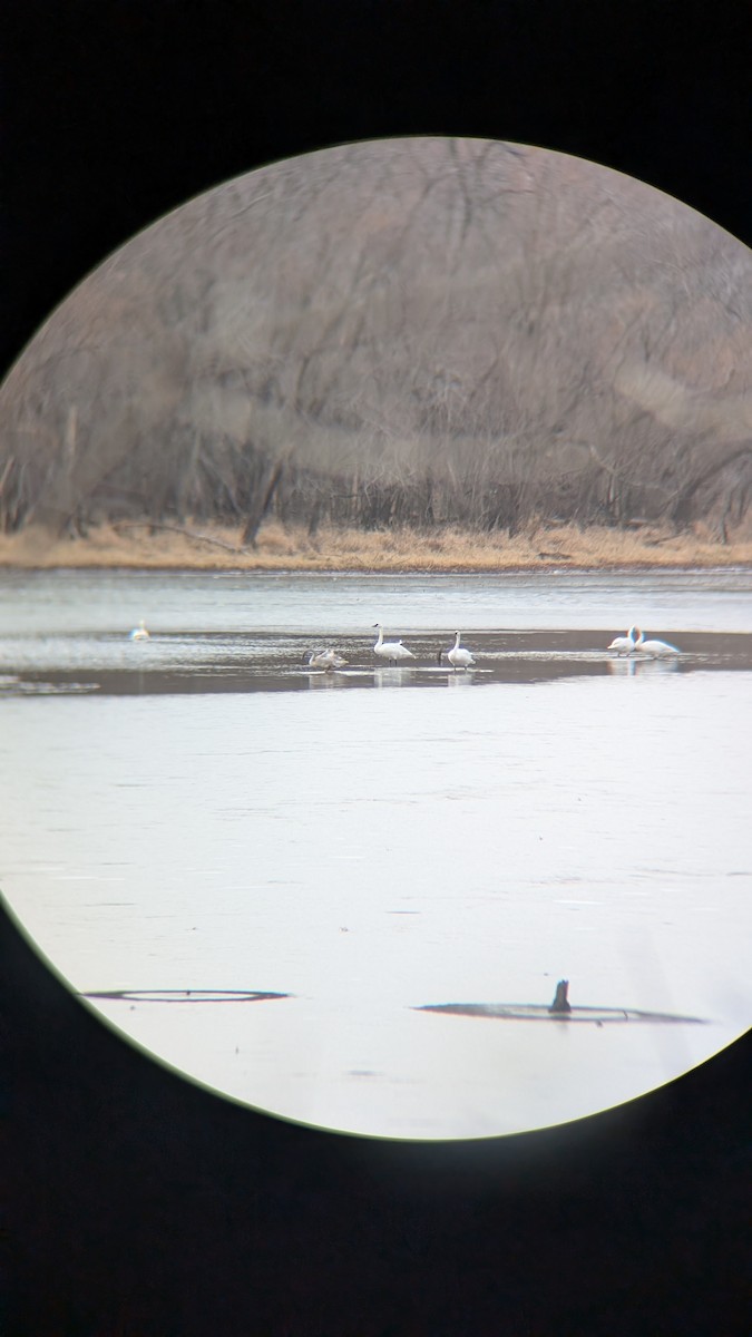 Trumpeter Swan - ML647370485