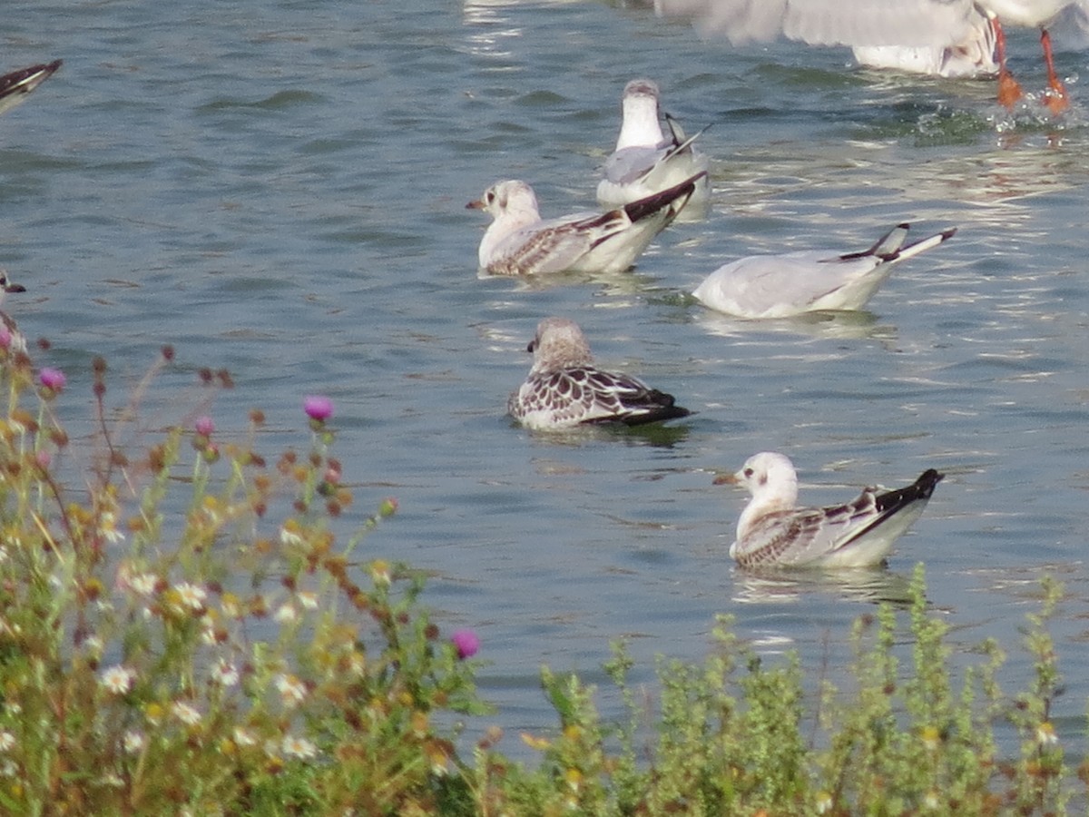 שחף שחור-ראש - ML647370496