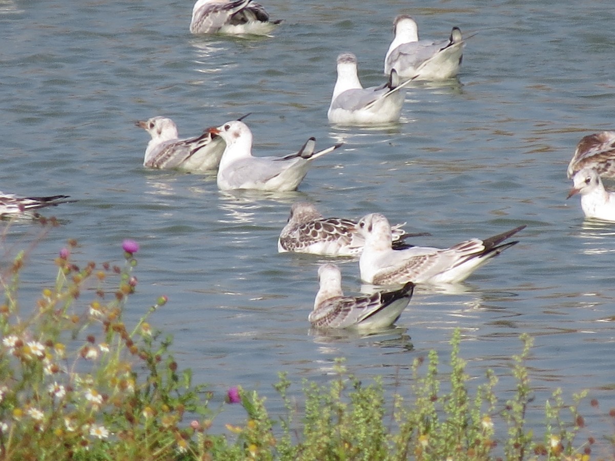 שחף שחור-ראש - ML647370497