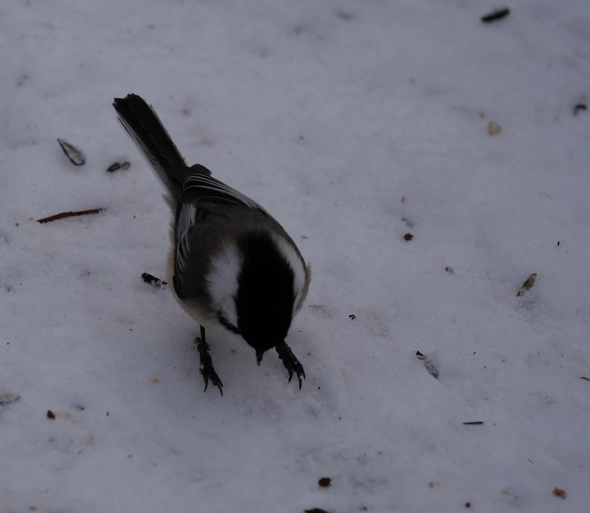 Amerika Baştankarası - ML647370501