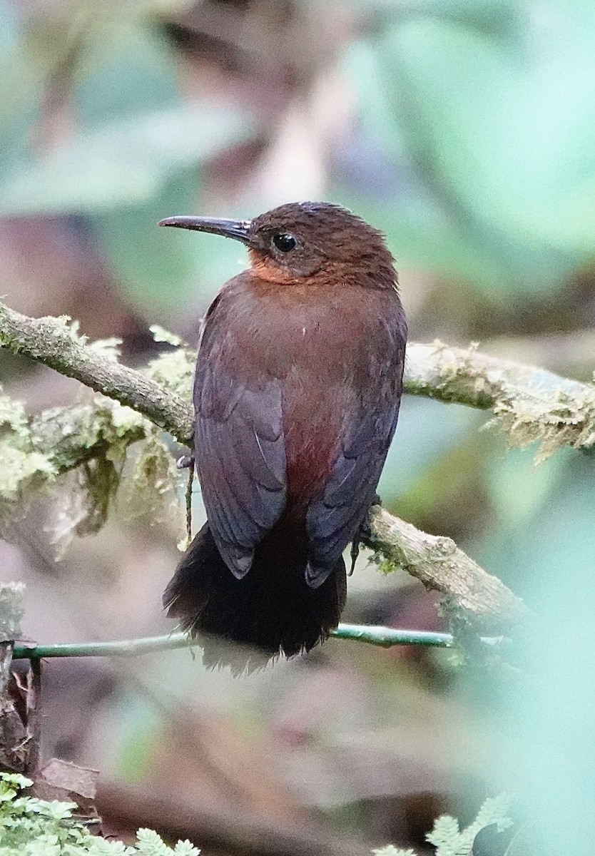 South American Leaftosser (Andean) - ML647370502