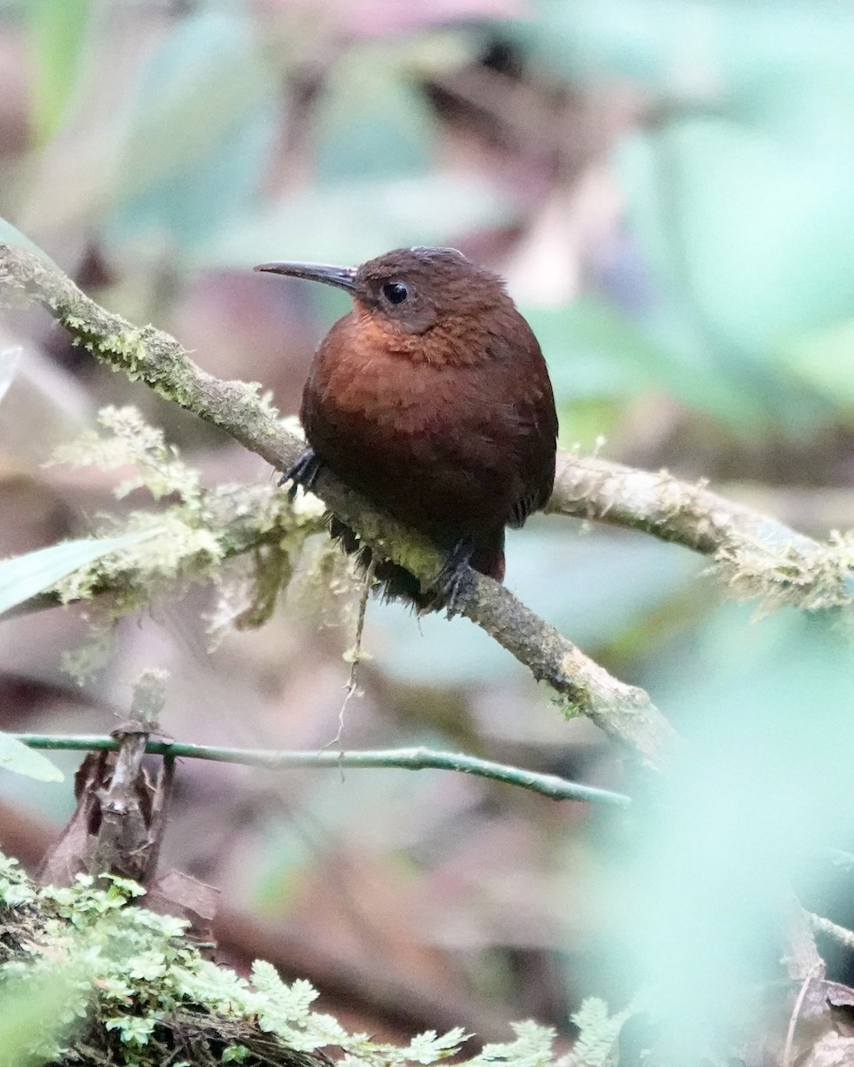 South American Leaftosser (Andean) - ML647370503