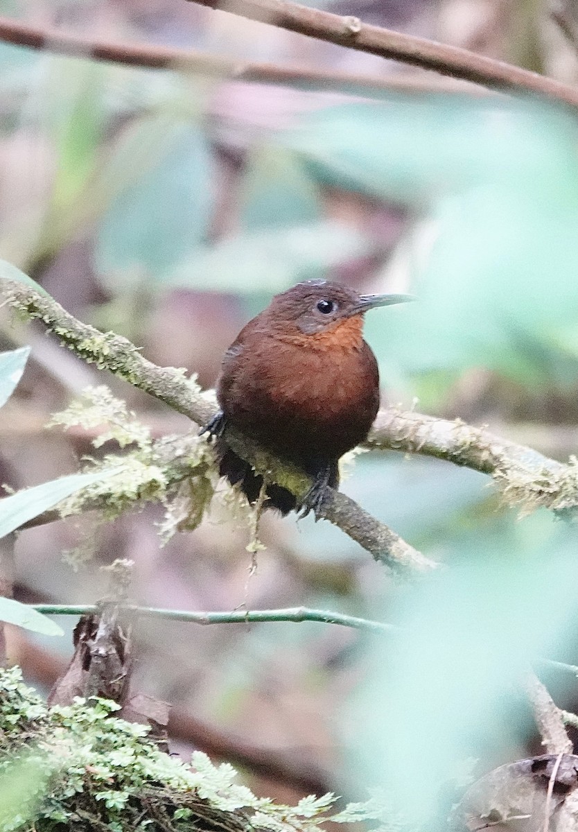 South American Leaftosser (Andean) - ML647370504
