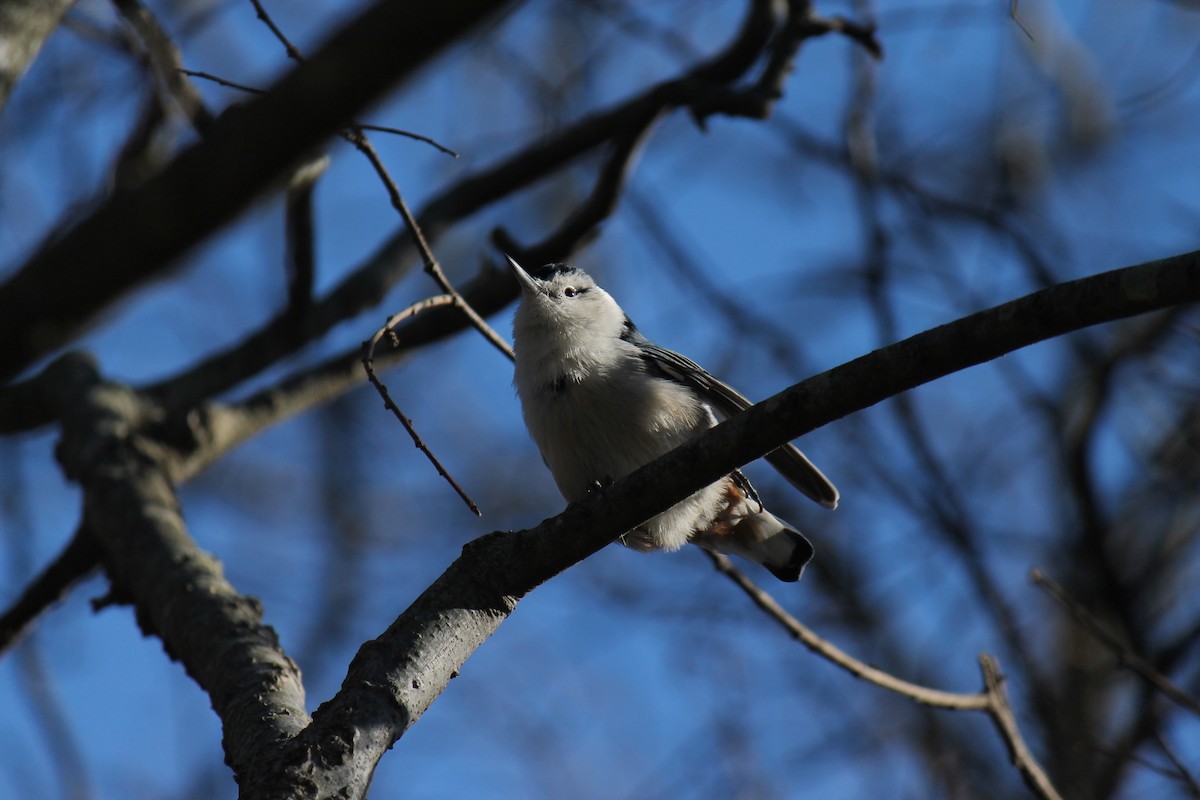 White-breasted Nuthatch - ML647370513