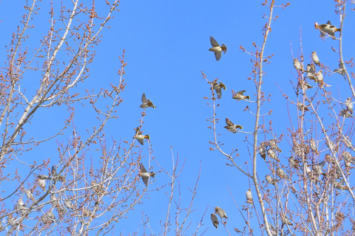 Ampelis Europeo - ML647370525