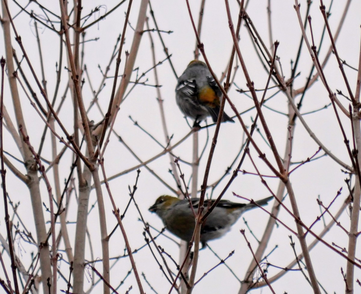 Смеречник тайговий - ML647370527