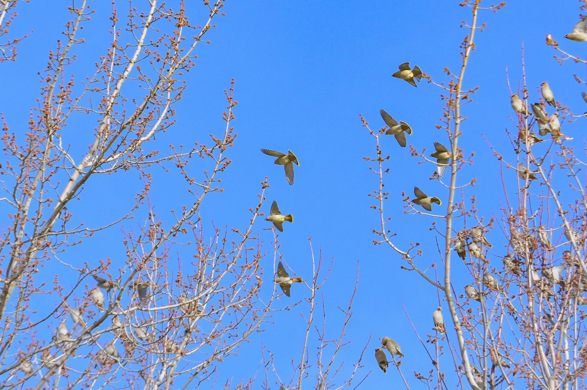 Ampelis Europeo - ML647370532