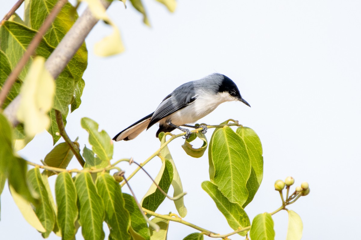 Tropikal Bitkuşu (atricapilla) - ML647370533